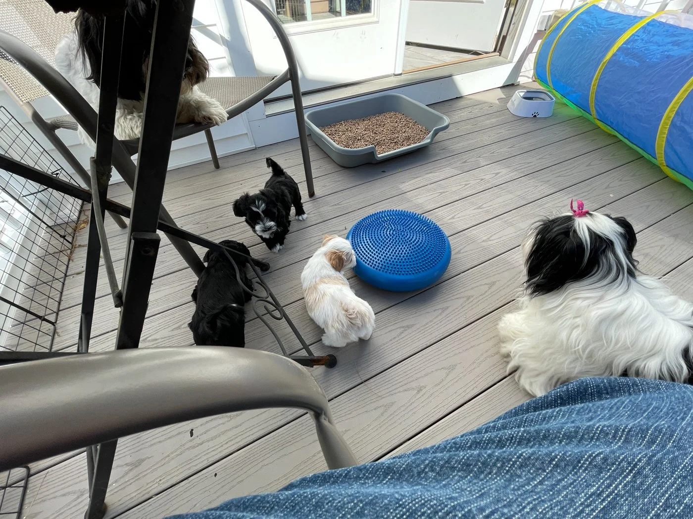 Havanese top crate training